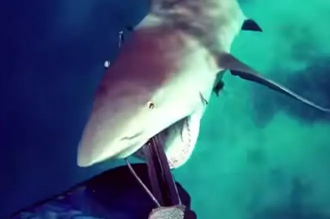 Espectacular acción para repeler el ataque de un tiburón