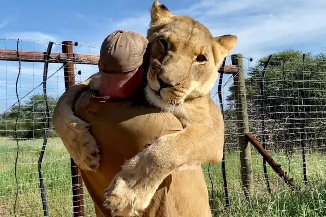 El ecologista Valentin Gruener y la leona Sirga, estrella de las redes sociales. @sirgathelioness / Facebook