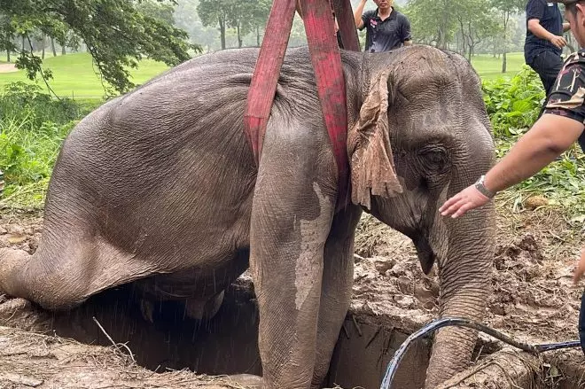Un bebé elefante y su madre fueron rescatados este miércoles en los alrededores del Parque Nacional de Khao Yai de Tailandia tras desplomarse por una zanja de dos metros de profundidad. EFE/ Thanachai Sangarattanapiman /Parque Nacional de Khao Yai
