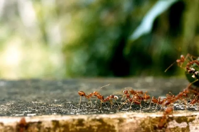 Varias hormigas, en una imagen de archivo tomada en la naturaleza.- Pixabay