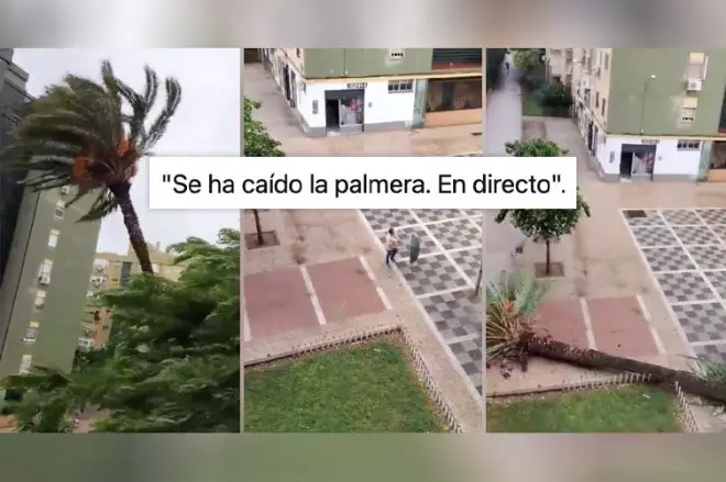 Tres fotogramas del vídeo viral de una señora de Sevilla retransmitiendo la caída de una palmera.