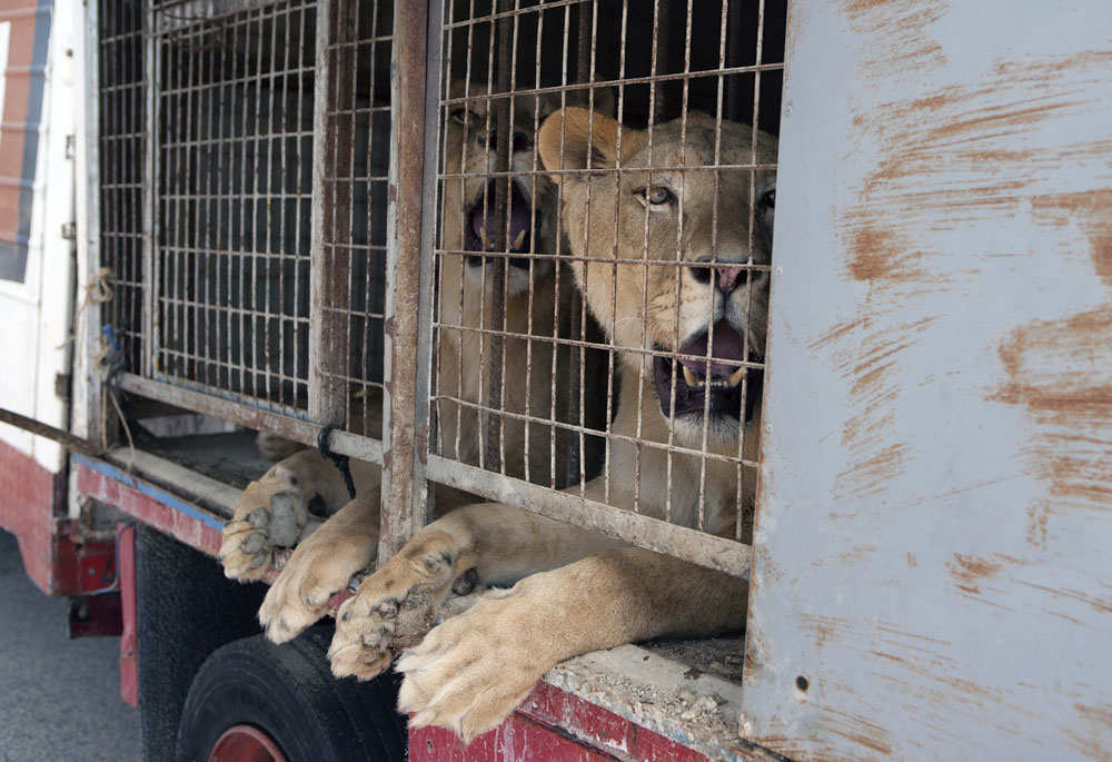 Maltrato animal: Un circo dona por primera vez sus animales y promete no  reemplazarlos | Público