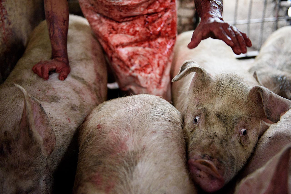 Maltrato animal: 'Matadero', el documental que muestra sin filtros ...