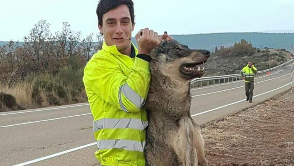 Lobo ibérico: Más de 330 lobos murieron en 2017 a manos de furtivos,  atropellados o envenenados | Público