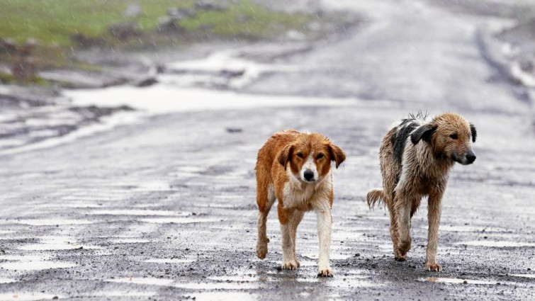 Multa De Euros Para El Hombre Que Abandon A Su Perro En Una Carretera De Aller P Blico