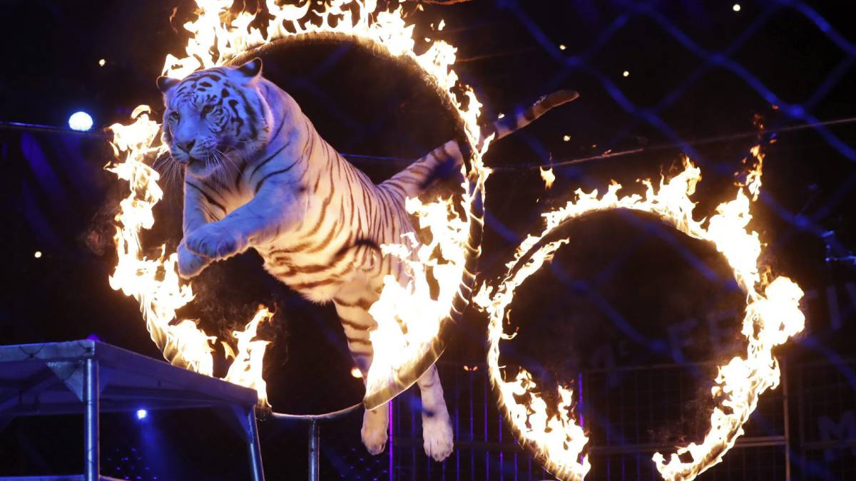 Image result for Madrid prohíbe los circos con animales a partir de abril