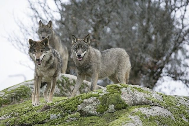 Peligro de extinción: ¿Quedan lobos en Andalucía? | Público