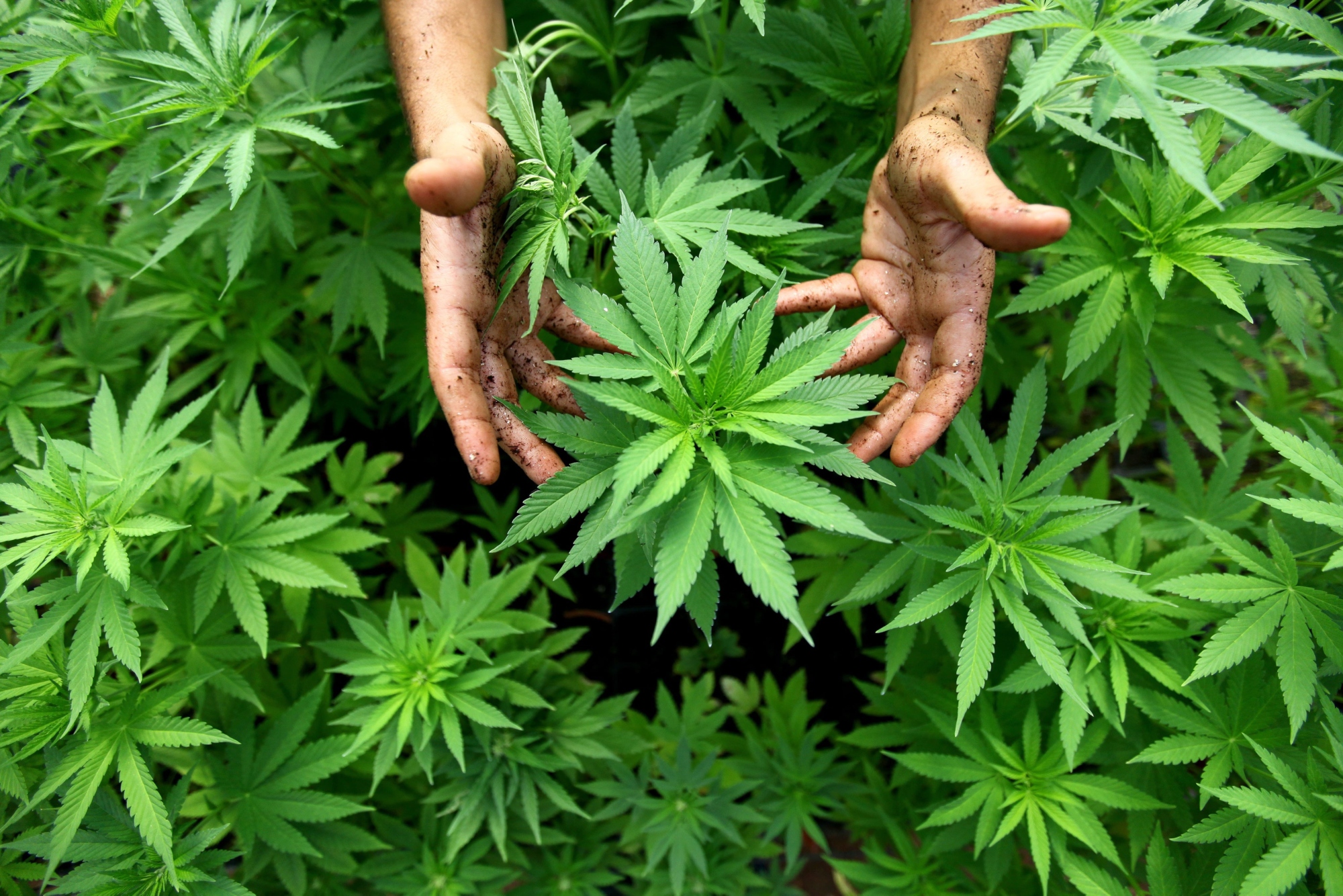 Cannabis - Campaña mundial contra la droga