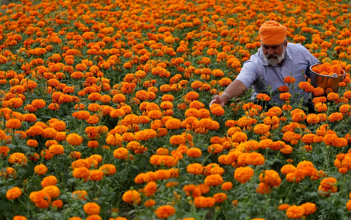 foto del día: La cosecha de la caléndula en la India | Público