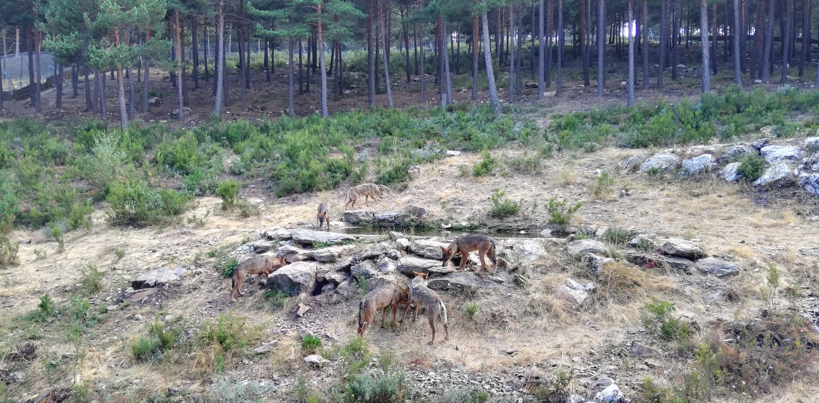 Lobos de Sanabria: Sanabria, el epicentro del lobo ibérico que ha logrado  convertir la amenaza en una oportunidad | Público