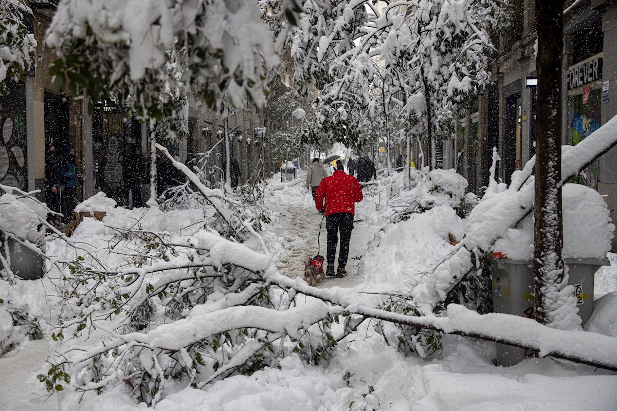 El temporal de nieve deja daños en más de 150.000 árboles de Madrid |  Público