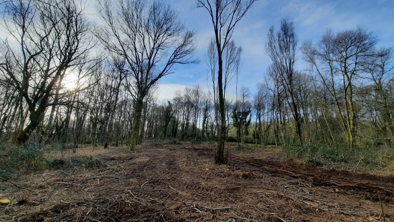 La Xunta autoriza una tala masiva de árboles centenarios próximos a una  zona natural protegida | Público