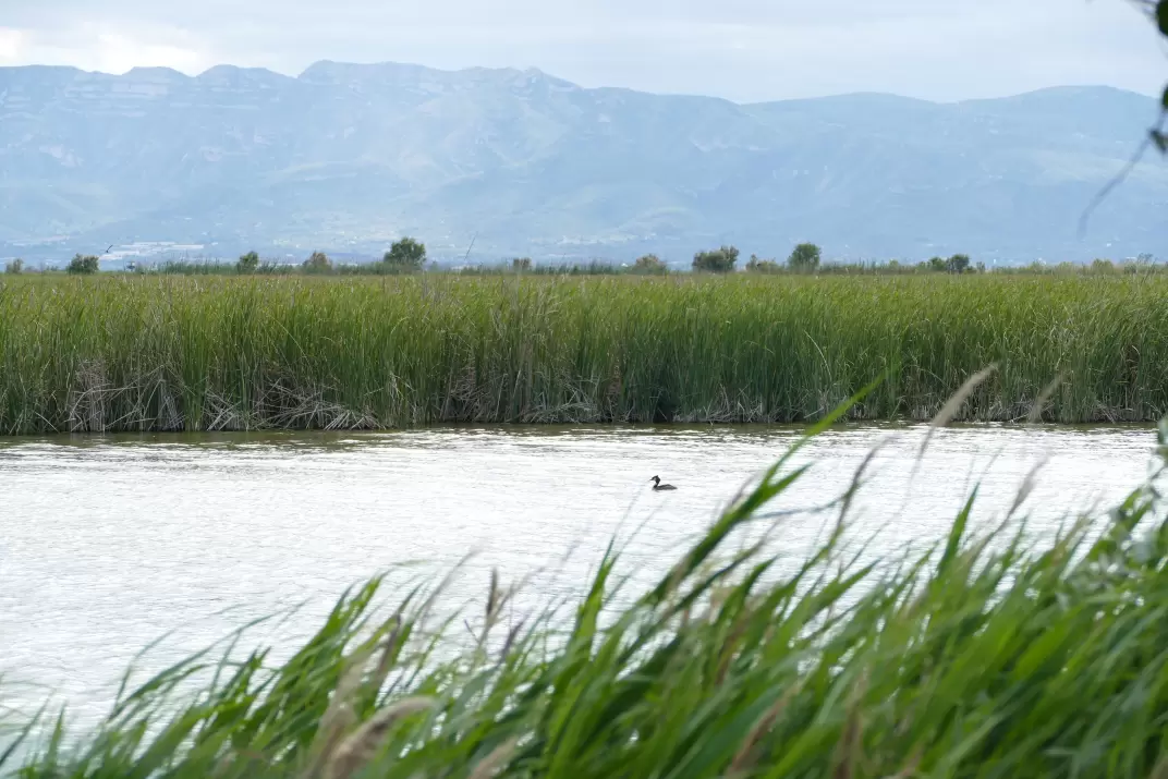 Sedimentos, diques y crisis climática: el Delta del Ebro afronta un futuro  incierto