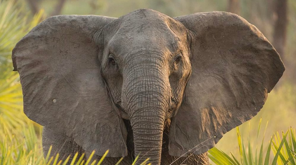 La matanza de elefantes por el marfil aumentó el número de hembras nacidas sin  colmillos | Público