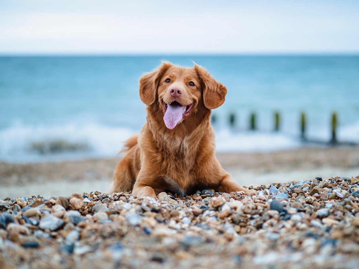 Curso de colisión colorante contar hasta Antes de ir a la playa con perro conoce las normas | Público
