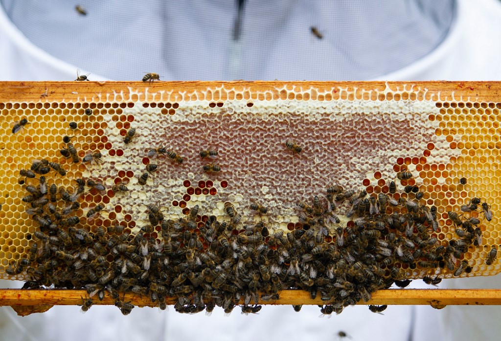 Colmenas de abejas son tan valiosas para la agricultura de
