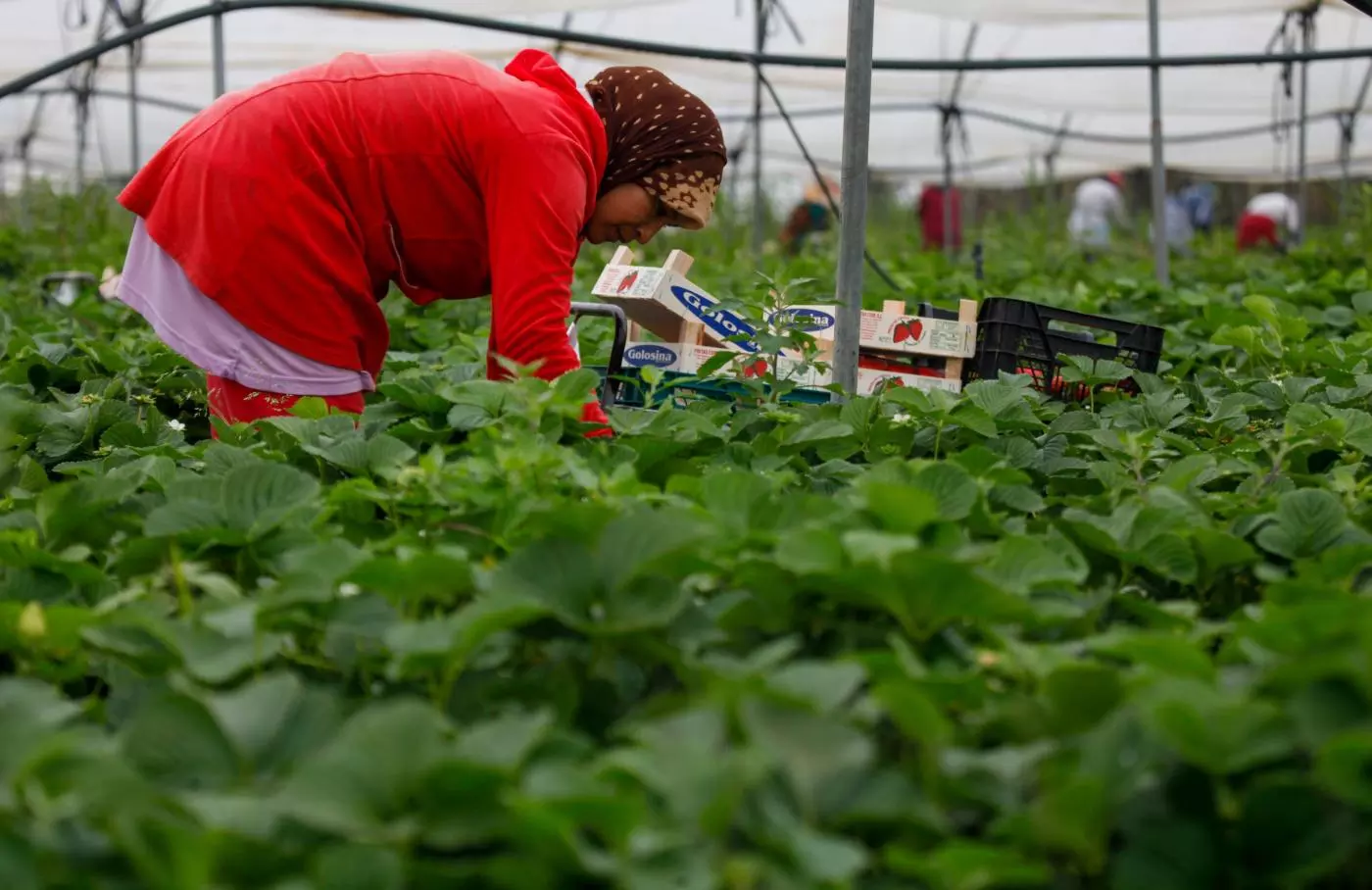 Una trabajadora marroquí durante su jornada en la recogida de fresas en una plantación de Huelva. — J. Pérez / EFE