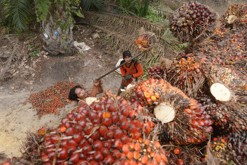 Trabajadores del las plantaciones de palma en Indonesia. AFP Trabajadores del las plantaciones de palma en Indonesia. AFP