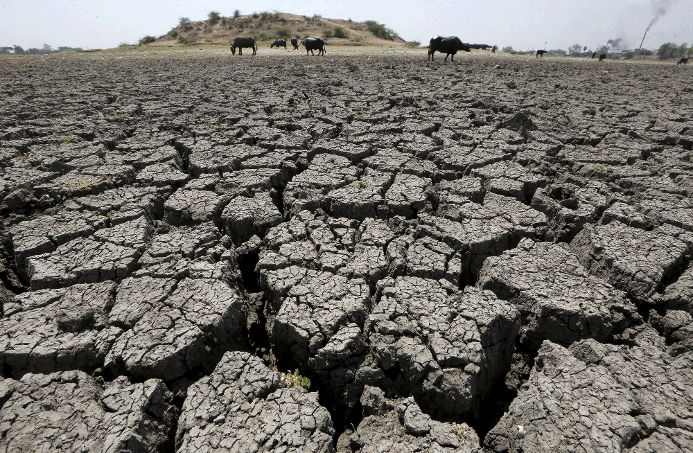 Unos búfalos pastan en el lago Chandola seco de Ahmedabad, India. REUTERS/Amit Dave