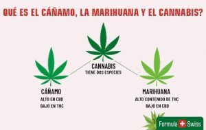 La diferencia entre cáñamo, marihuana y cannabis
