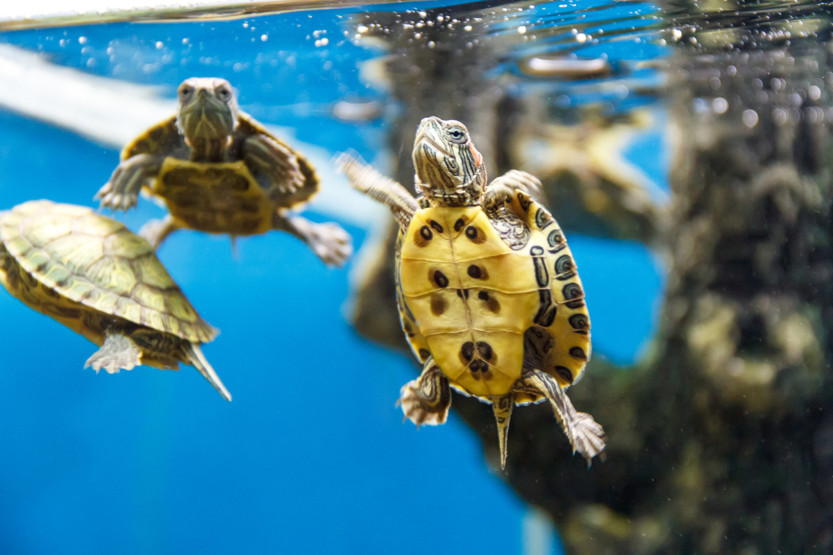 Estos son los cuidados que necesita una tortuga - Yo Animal