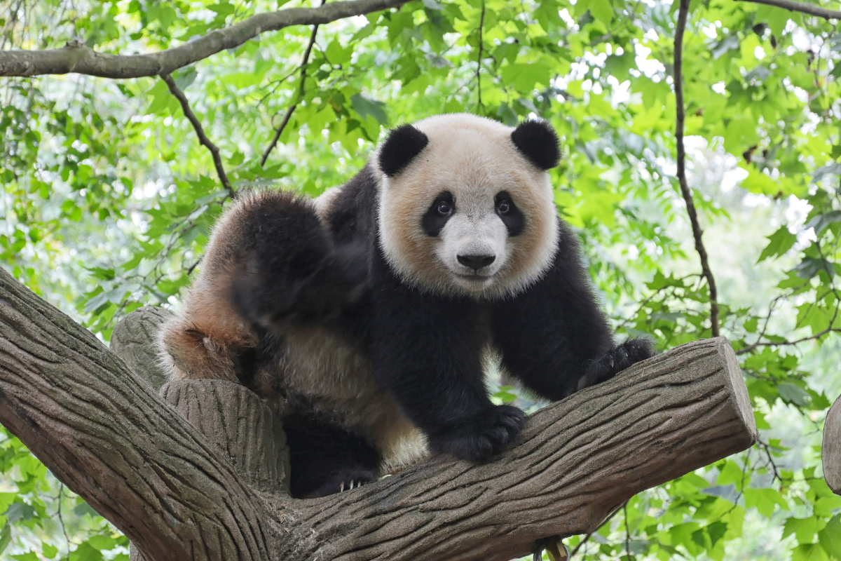 Juicio pivote Brisa Cómo ha conseguido el panda gigante salvarse de la extinción? - Yo Animal