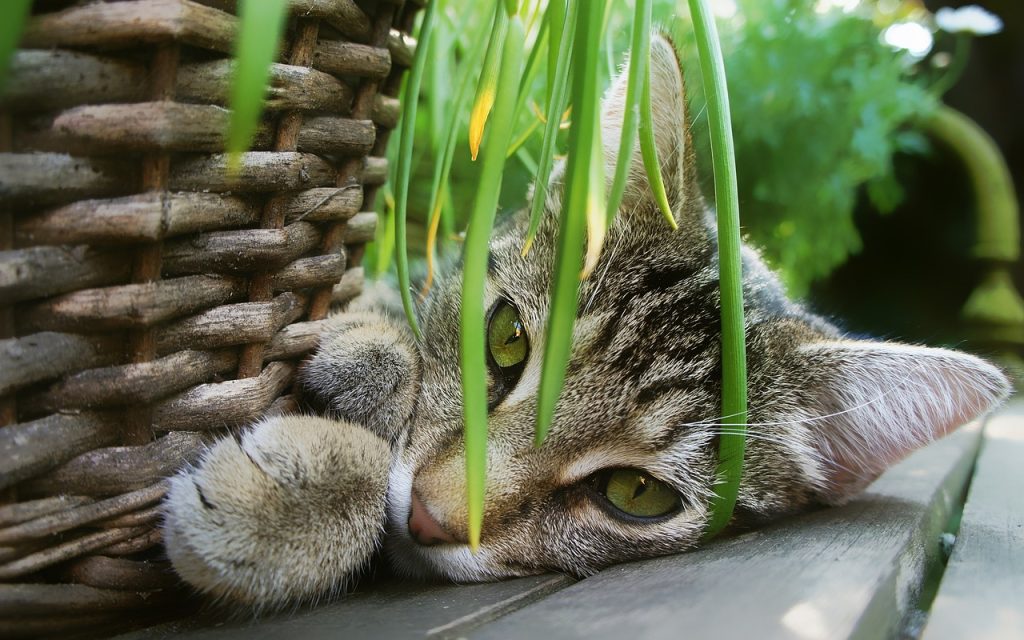Cómo evitar que mi gato se coma las plantas? - Yo Animal
