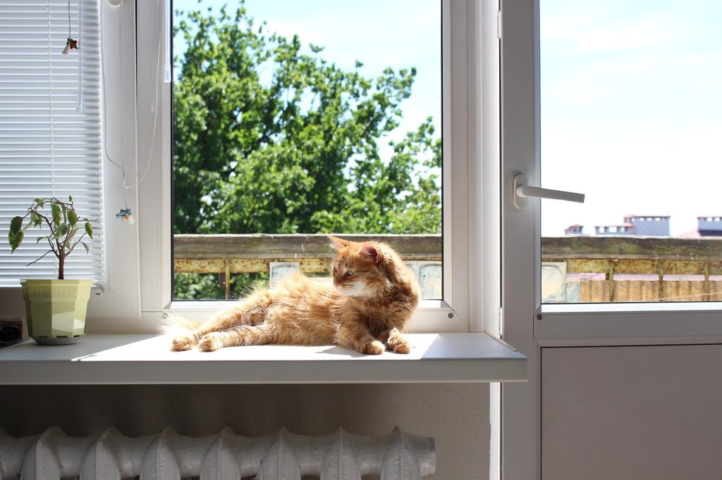 Gato con plantas junto a la ventana