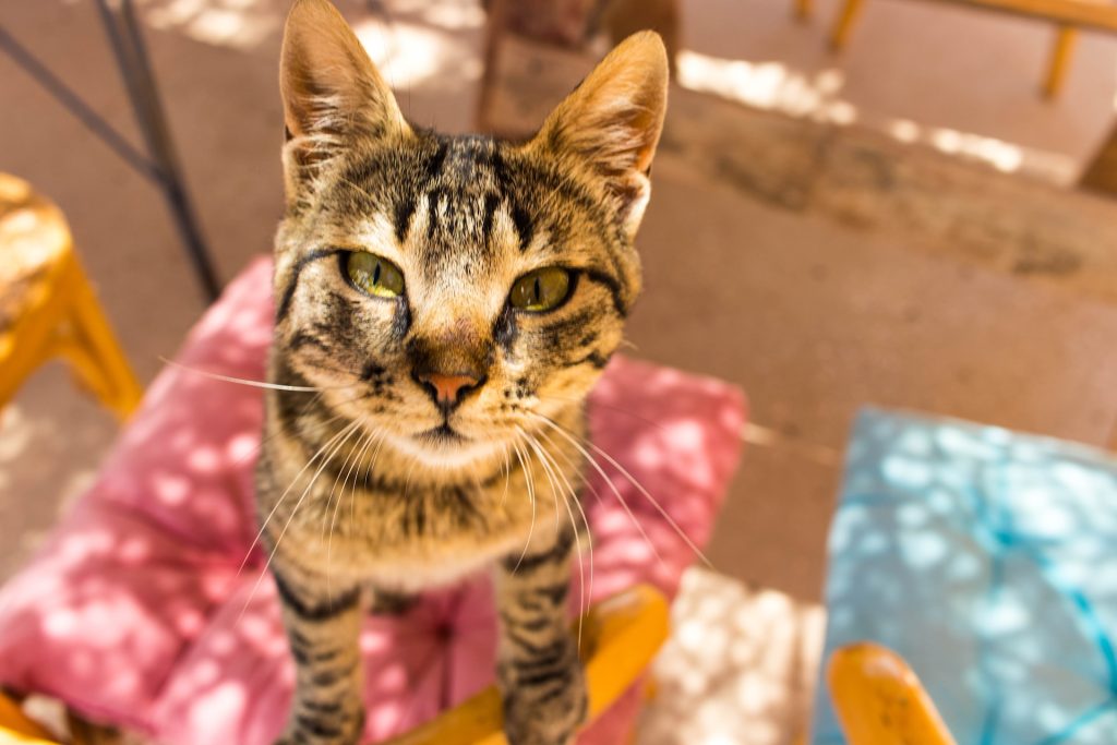 Hormonas sintéticas para gatos: qué son y cuándo utilizarlas - Yo Animal