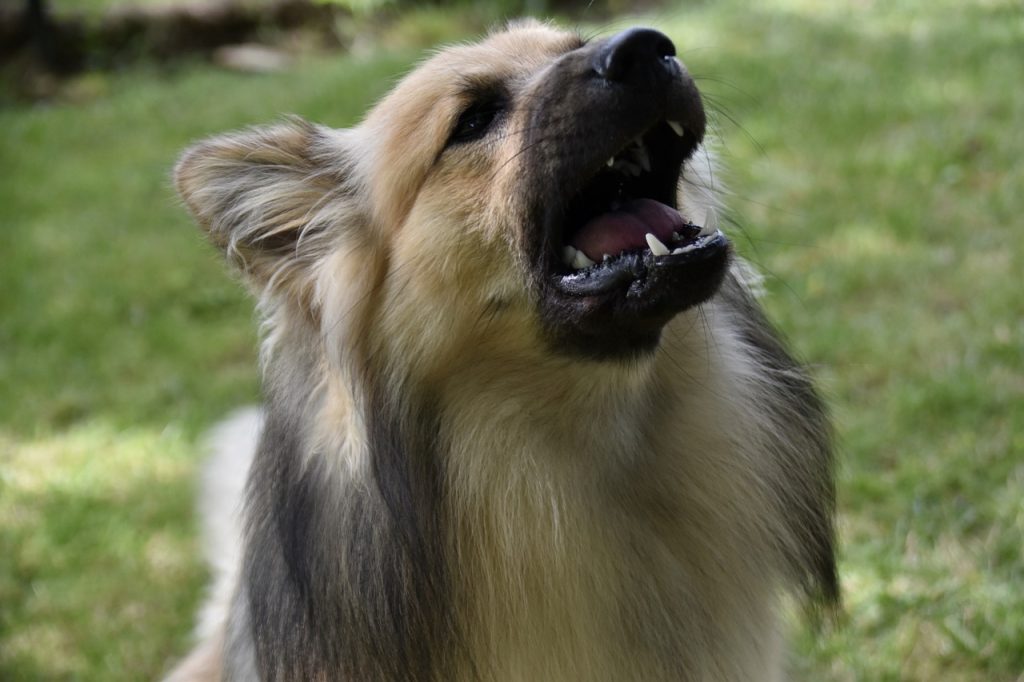 Perro ladrando