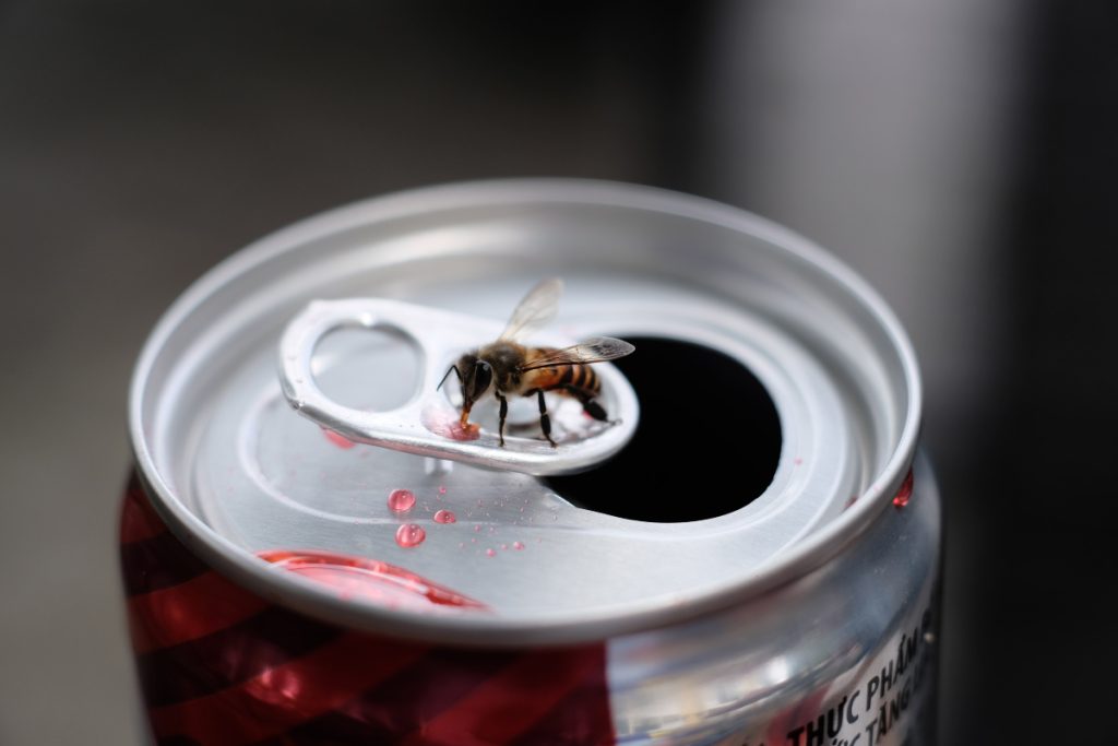 Una abeja succiona líquido de una lata - Fuente: Pexels