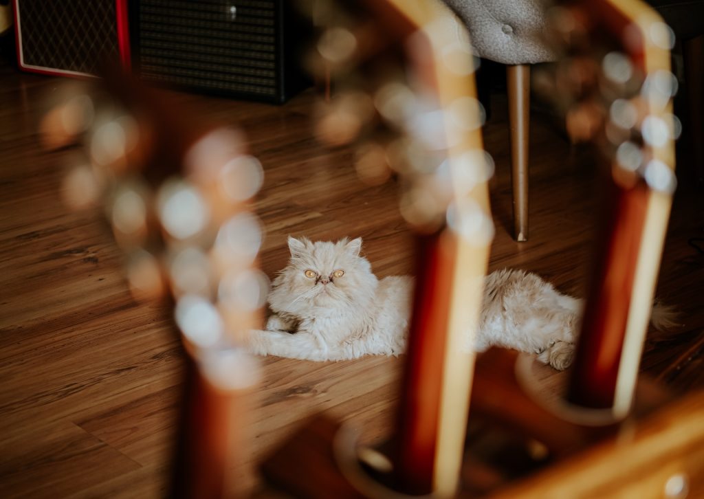 Gato y guitarras