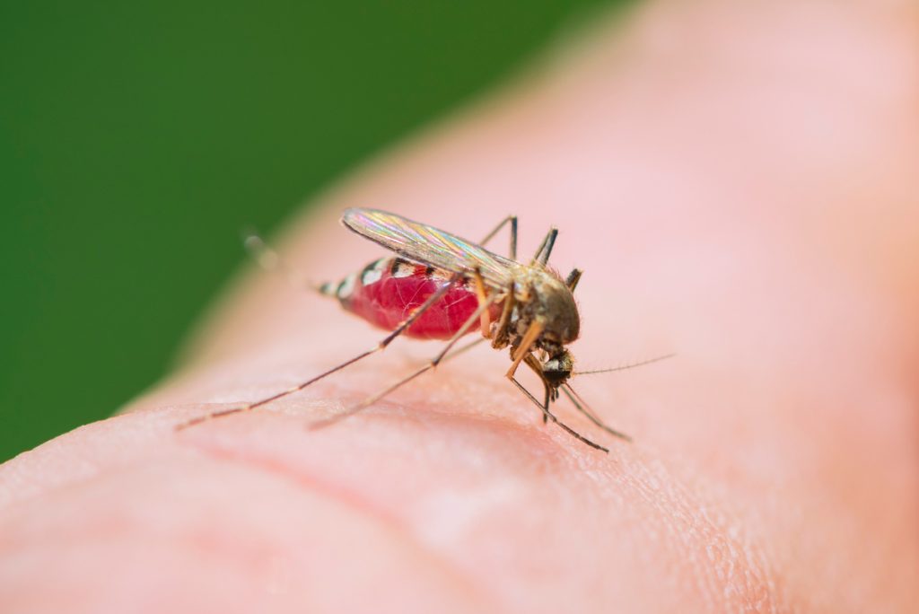 Mosquito - Fuente: Pexels