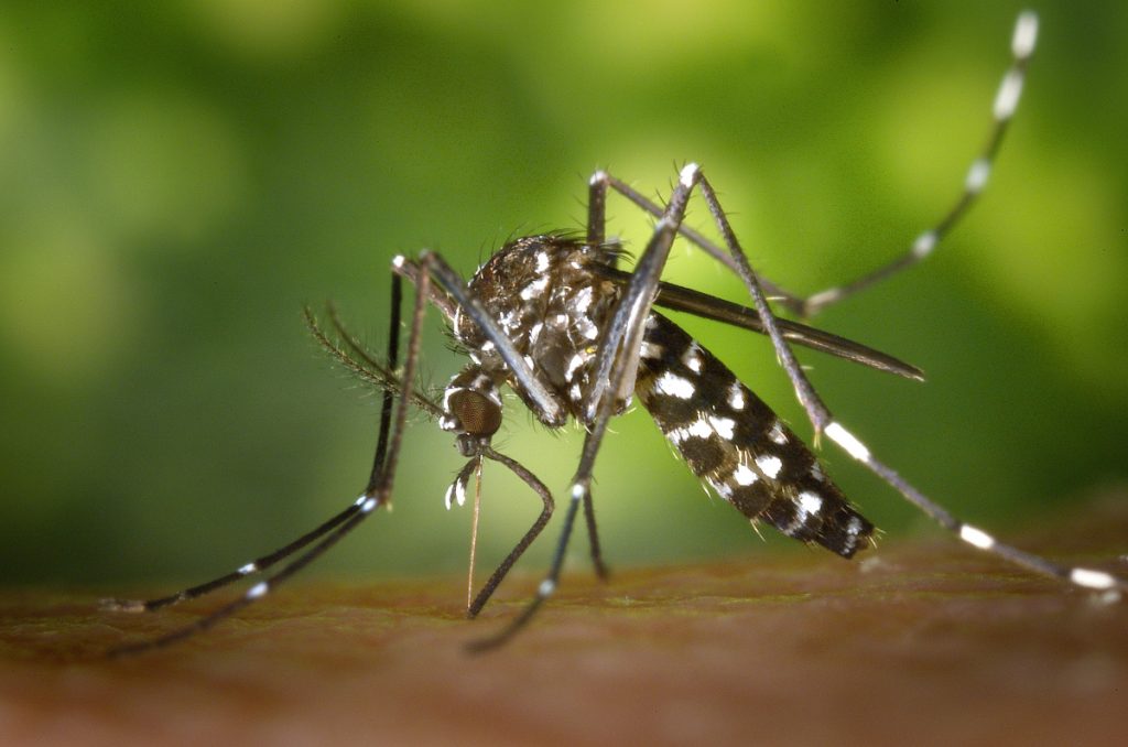Mosquito - Fuente: Pexels