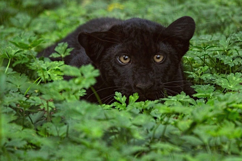 Una "pantera negra" escondida - Fuente: Pixabay