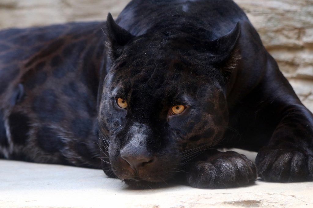 Un leopardo con melanismo - Fuente: Pixabay