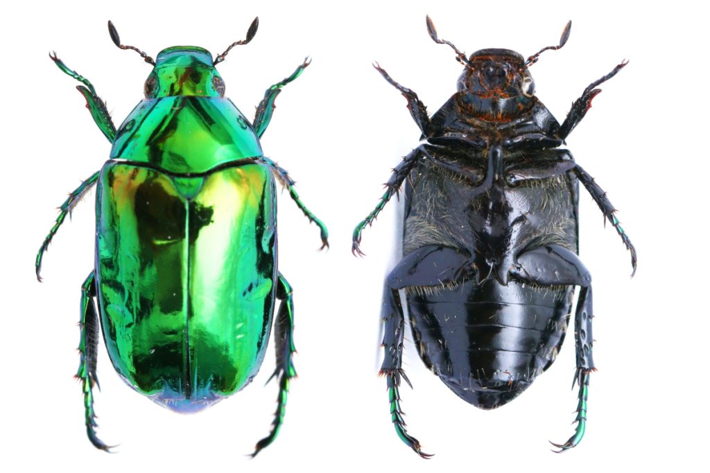 Un escarabajo ver metálico - Fuente: Depositphotos