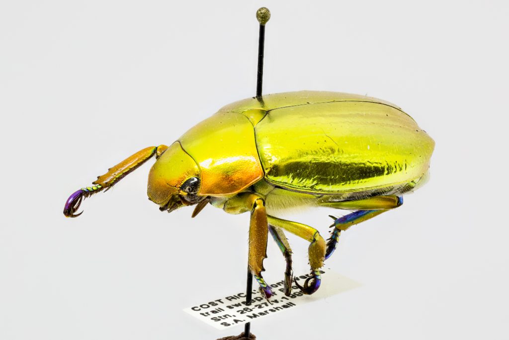 Un escarabajo dorado - Fuente: Wikipedia