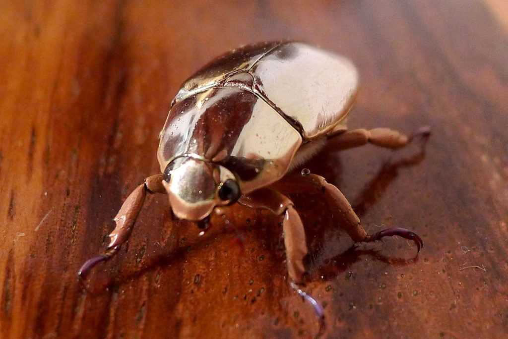Un escarabajo de reflejo metálico - Fuente: Wikipedia