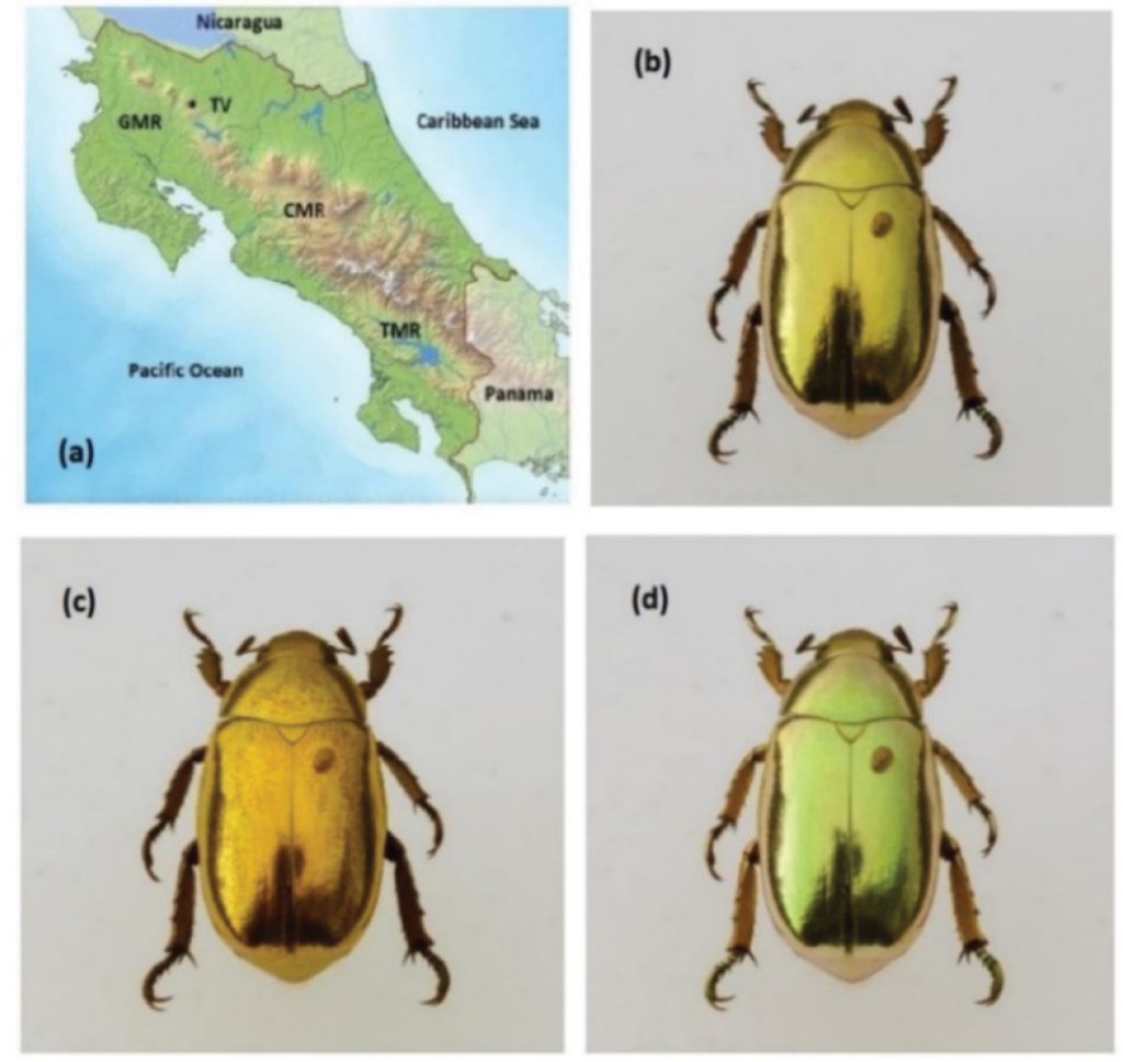 Escarabajos dorados de Centroamérica - Fuente: Recent Advances in Photonics and Optics