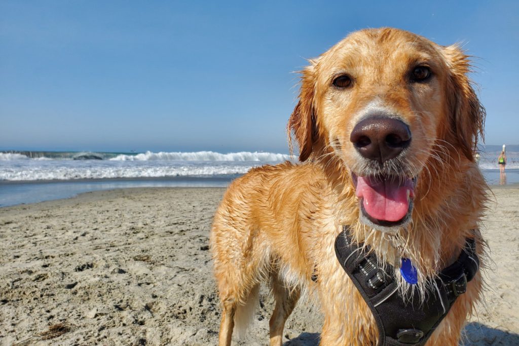 Un perro en una playa - Fuente: Unsplash
