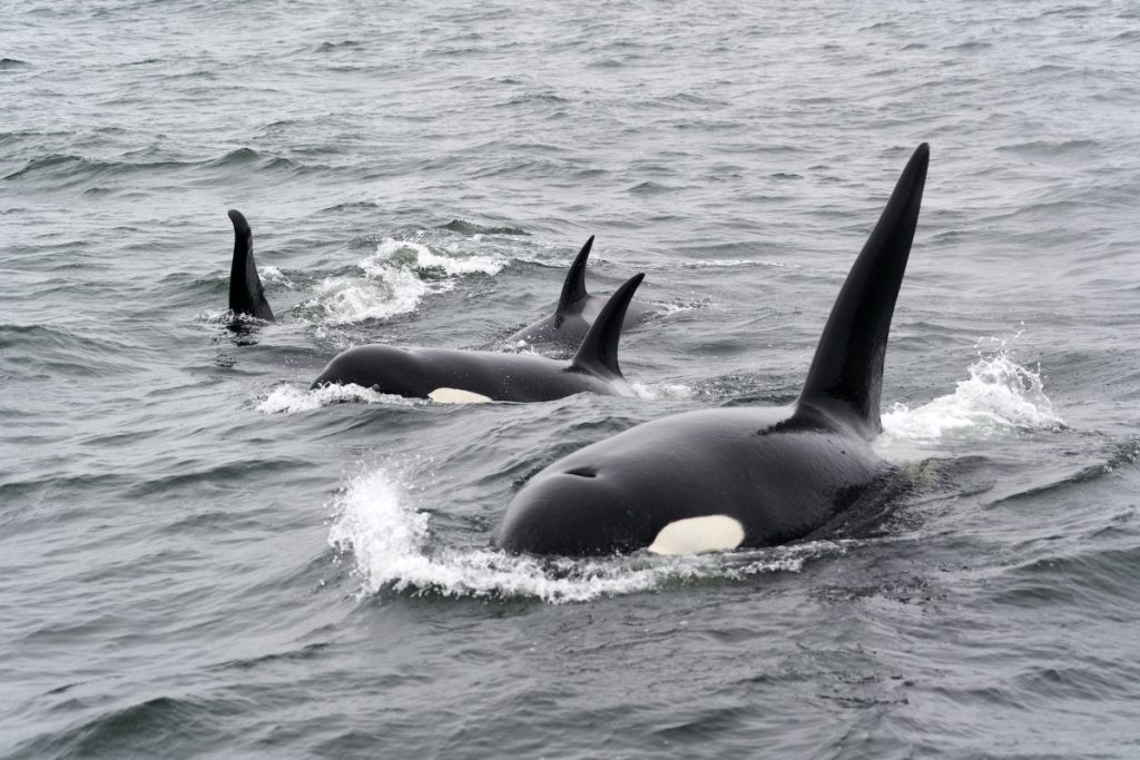 Orcas - Fuente: Unsplash