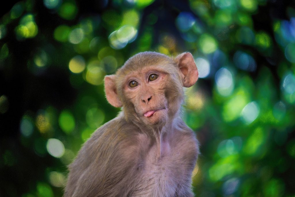 Un mono Rhesus - Fuente: Pixabay