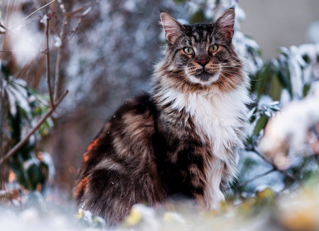 Maine coon - Fuente: Pixabay