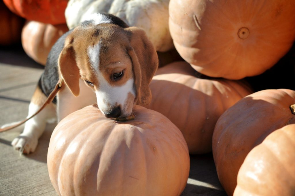 Beagle y calabazas