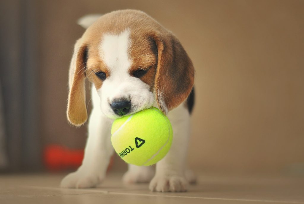 Cachorro de beagle